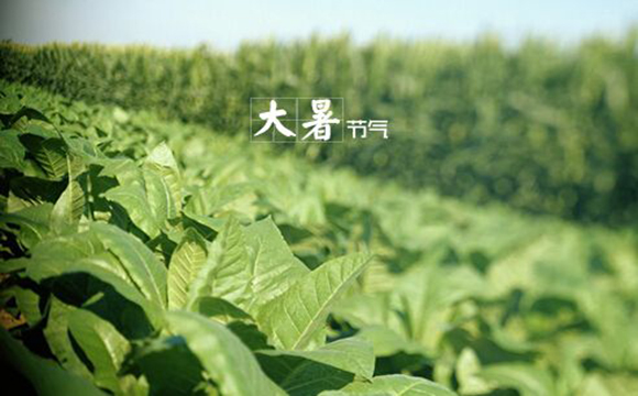 大暑海报合文案合集里的消暑良方